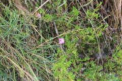 Dianthus basuticus