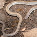 Striated Worm-Lizard - Photo (c) anthonypaul, some rights reserved (CC BY-NC), uploaded by anthonypaul