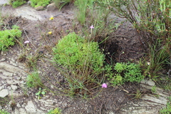 Dianthus basuticus