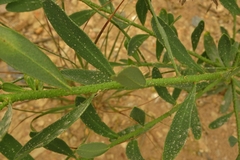 Philotheca trachyphylla