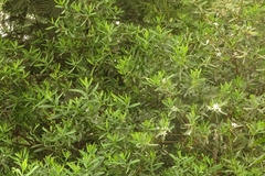 Philotheca trachyphylla