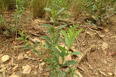 Philotheca trachyphylla