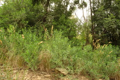 Philotheca trachyphylla