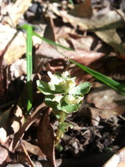 Obolaria virginica