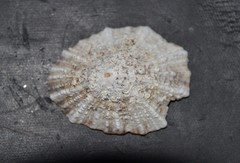 Patella ulyssiponensis