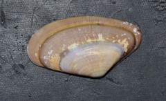 Donax vittatus