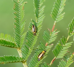 Monolepta subsuturalis