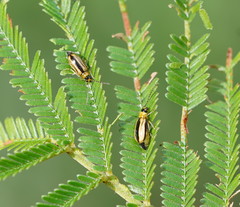 Monolepta subsuturalis