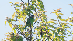 Psilopogon franklinii