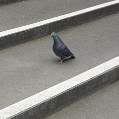 Columba livia domestica