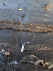 Entomobryomorpha