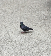 Columba livia domestica