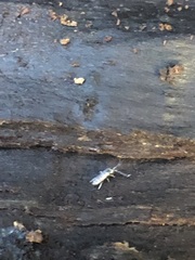 Entomobryomorpha