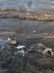 Entomobryomorpha