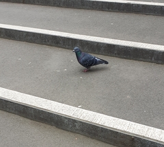 Columba livia domestica