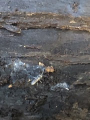 Entomobryomorpha