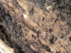Hyloniscus riparius