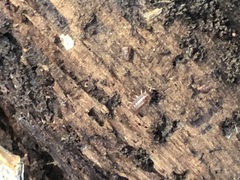 Hyloniscus riparius