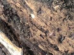 Hyloniscus riparius