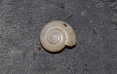 Oxychilus draparnaudi