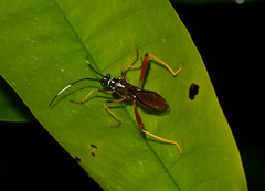 Hyalymenus vespiformis