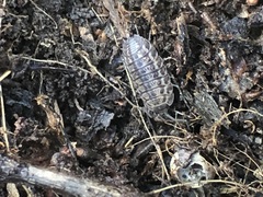 Oniscidea