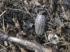 Oniscidea
