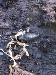 Gastropoda