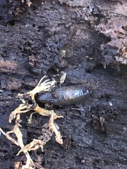 Gastropoda