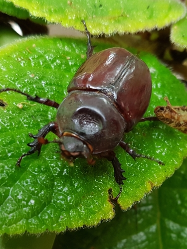 Aloeus Ox Beetle