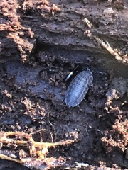 Trachelipus