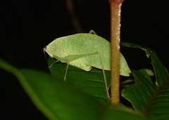 Phylloptera