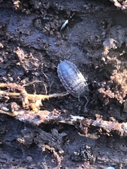 Trachelipus