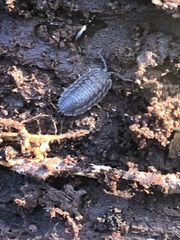 Trachelipus