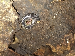Australocricus sennae