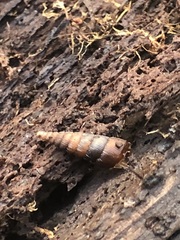 Clausiliidae