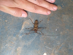 Macropophora accentifer