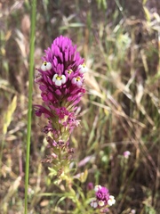 Castilleja densiflora gracilis