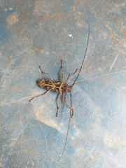 Macropophora accentifer