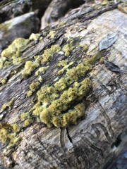 Fungi