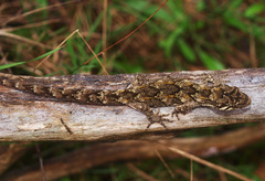 Mokopirirakau southern north island