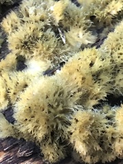 Fungi