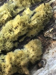 Fungi