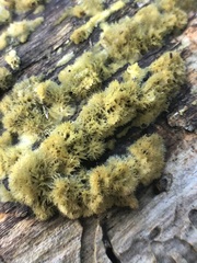 Fungi