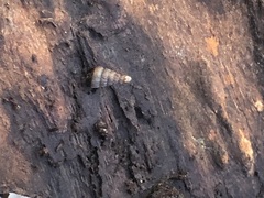Stylommatophora