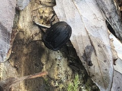 Coleoptera