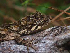 Mokopirirakau southern north island