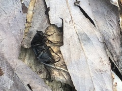 Coleoptera