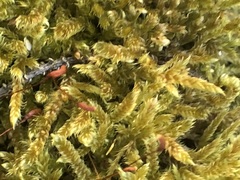 Hypnum cupressiforme