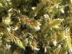 Hypnum cupressiforme